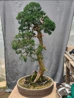 Bonsai, juniperus bunjin stijl, Tuin en Terras, Planten | Bomen, Ophalen