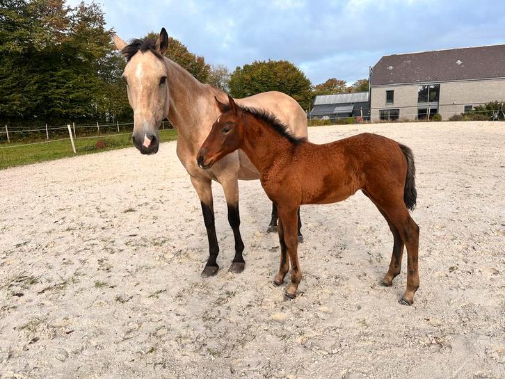 Lusitano merrie veulen, Dieren en Toebehoren, Paarden, Merrie