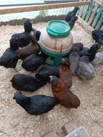 top kwaliteit araucana legklaar 4+1 GRATIS 100% hennen, Dieren en Toebehoren, Pluimvee, Vrouwelijk, Kip