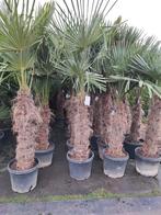Palmbomen winterhard, In pot, Halfschaduw, Lente, Ophalen