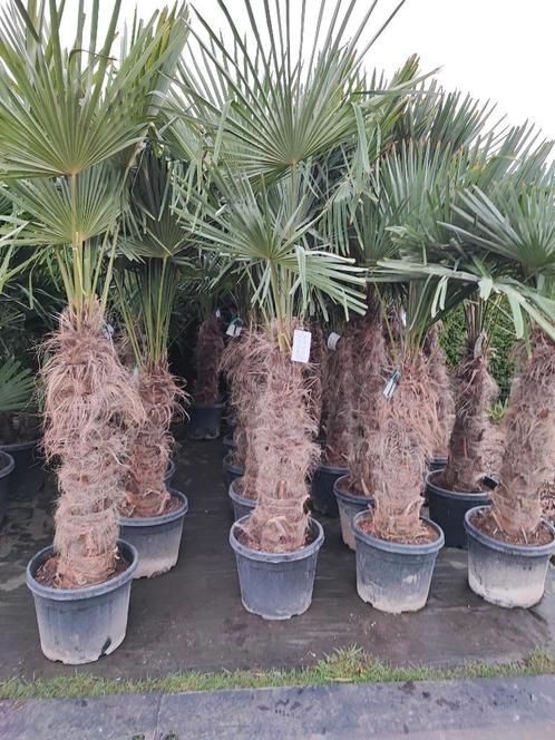 Palmbomen winterhard, Tuin en Terras, Planten | Bomen, Palmboom, 100 tot 250 cm, Halfschaduw, Lente, In pot, Ophalen