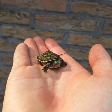 Baby waterschildpadjes chinese streepnek  beschikbaar voor biedingen