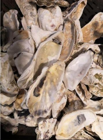 Oesterschelpen gezocht. beschikbaar voor biedingen