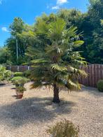 Grote en kleinere winterharde palmbomen 350cm, Enlèvement, Palmier