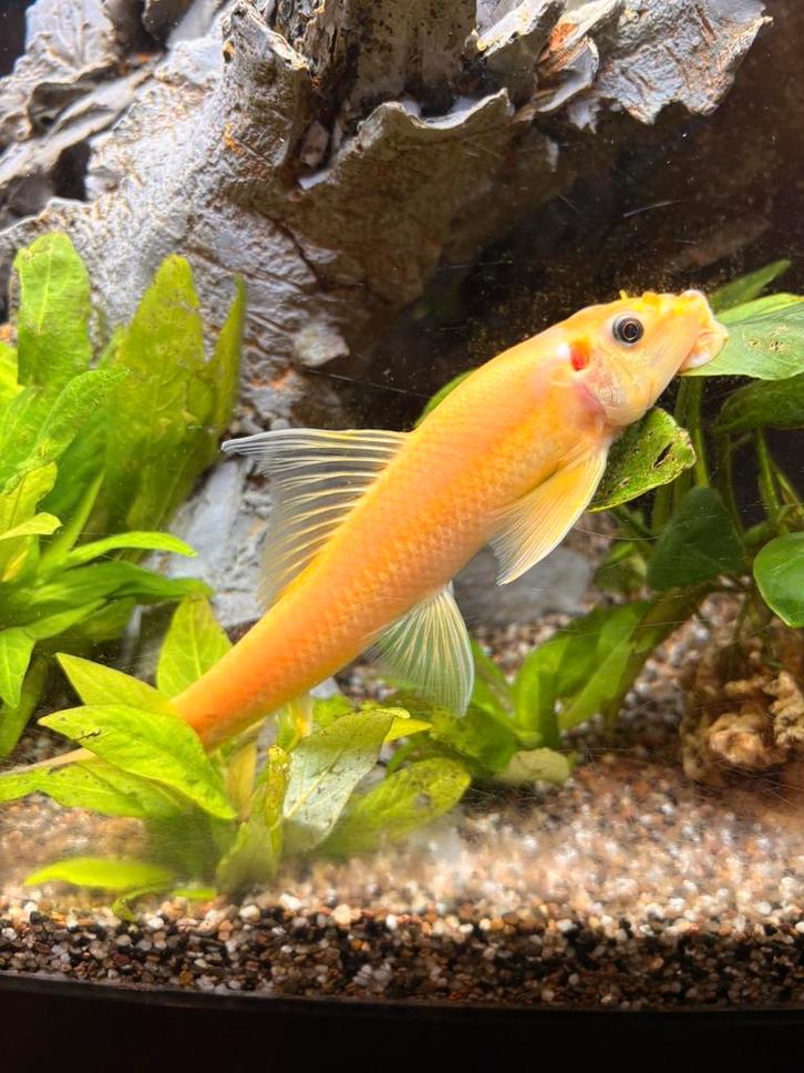 Siamese Algeneter Goud, Dieren en Toebehoren, Vissen | Aquariumvissen, Zoetwatervis, Vis