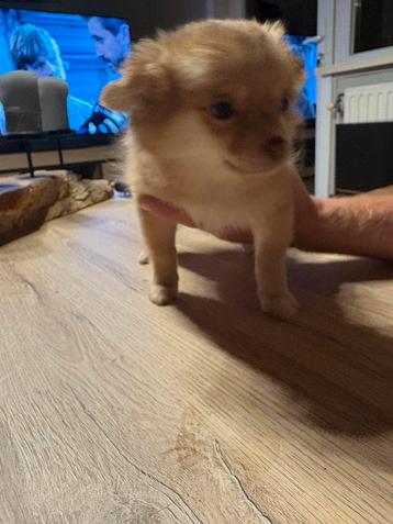 Chihuahua meisjes zoeken goude mandje beschikbaar voor biedingen