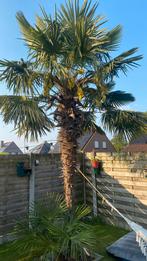 Trachycarpus, Tuin en Terras, Ophalen