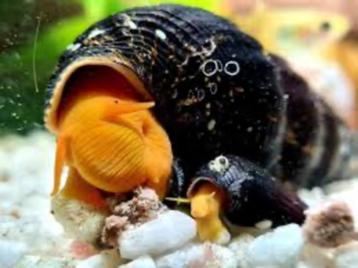 Rabbit snail beschikbaar voor biedingen
