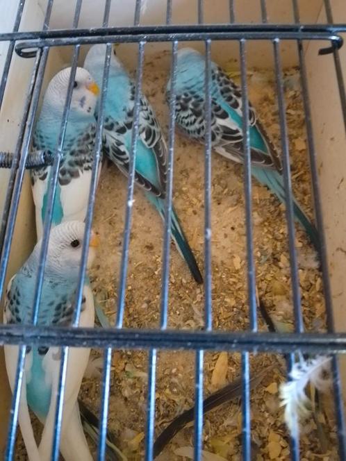 Verschillende kleuren kweekrijpe grasparkietjes van 2025, Dieren en Toebehoren, Vogels | Parkieten en Papegaaien, Parkiet, Meerdere dieren