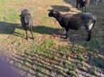 Ouessant 2x ooi + ramlam (niet verwant)