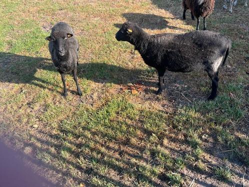 Ouessant 2x ooi + ramlam (niet verwant), Dieren en Toebehoren, Schapen, Geiten en Varkens