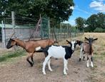 Prachtige hertengeit met lammetjes, Vrouwelijk, Geit, 0 tot 2 jaar