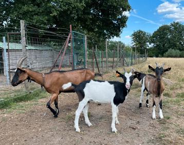 Prachtige hertengeit met lammetjes beschikbaar voor biedingen