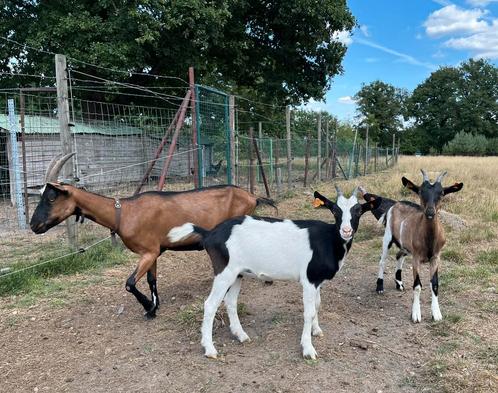 Prachtige hertengeit met lammetjes, Dieren en Toebehoren, Schapen, Geiten en Varkens, Geit, Vrouwelijk, 0 tot 2 jaar