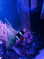 Mooie clarki Nemo zeeaquarium