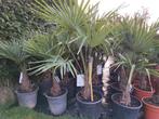 Palmbomen winterhard Trachycarpus fortunei, In pot, Minder dan 100 cm, Lente, Volle zon