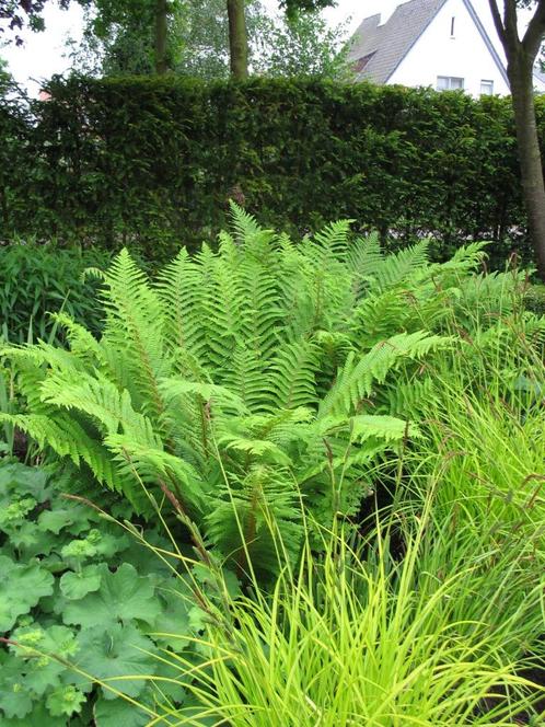 Polystichum Setiferum of zachte naaldvaren, Tuin en Terras, Planten | Tuinplanten, Vaste plant, Varens, Halfschaduw, Bloeit niet