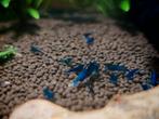 Neocaridina Blue Velvet, Dieren en Toebehoren
