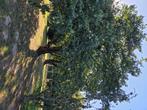 Kersenbomen te koop, Tuin en Terras, Planten | Bomen, Ophalen, Overige soorten, 400 cm of meer