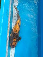 Japanse koi 60cm, Dieren en Toebehoren, Vissen | Vijvervissen