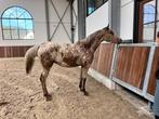 Apart gekleurde springmerrie, Dieren en Toebehoren, Merrie, Springpaard, Gechipt, 0 tot 2 jaar