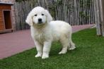 Prachtige golden retriever pups, Dieren en Toebehoren, Golden retriever, België, CDV (hondenziekte), 8 tot 15 weken