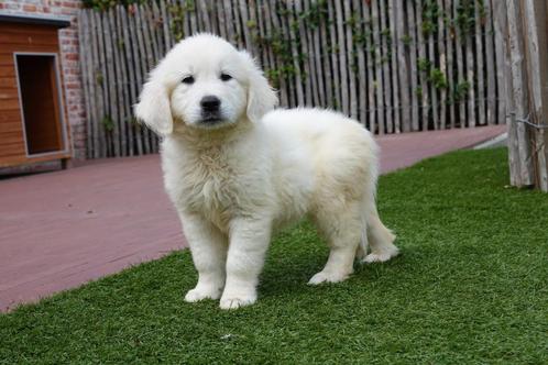Prachtige golden retriever pups, Dieren en Toebehoren, Honden | Retrievers, Spaniëls en Waterhonden, Meerdere dieren, Golden retriever