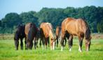 Veulenopfok, Dieren en Toebehoren, Stalling en Weidegang, Weidegang