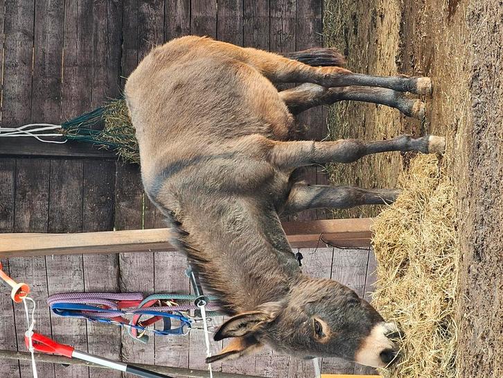 Ezel merrie GEZOCHT, Dieren en Toebehoren, Overige Dieren, Vrouwelijk, Januari
