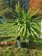Plante verte, Jardin & Terrasse, Plantes | Jardin, Enlèvement