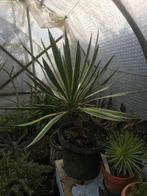 Yucca Gloriosa, Tuin en Terras, Volle zon, Vaste plant, Zomer, Ophalen