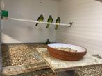 Turquoises wildkleur, Dieren en Toebehoren, Vogels | Parkieten en Papegaaien, Meerdere dieren, Parkiet, Geringd