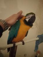 Blauw gele ara papegaai, Perroquet