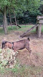 bokje, Dieren en Toebehoren, Schapen, Geiten en Varkens, Mannelijk, Geit, 0 tot 2 jaar