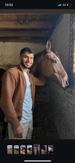 ierse sport paard, Dieren en Toebehoren, 7 tot 10 jaar, 160 tot 165 cm, Onbeleerd, Merrie