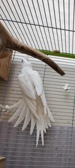 Jolie femelle calopsitte toute blanche, Dieren en Toebehoren, Vogels | Parkieten en Papegaaien, Vrouwelijk, Parkiet, Tam