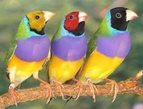 losse of koppels prachtige Gouldamadine Chloebia gouldiae, Dieren en Toebehoren, Vogels | Overige Vogels