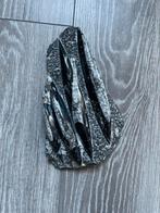 Orthoceras fossiel, Ophalen of Verzenden, Fossiel