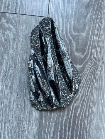 Orthoceras fossiel, Collections, Minéraux & Fossiles, Enlèvement ou Envoi, Fossile