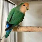 Gezocht: agapornis roseicolli aqua, Dieren en Toebehoren, Vogels | Parkieten en Papegaaien, Meerdere dieren, Dwergpapegaai of Agapornis