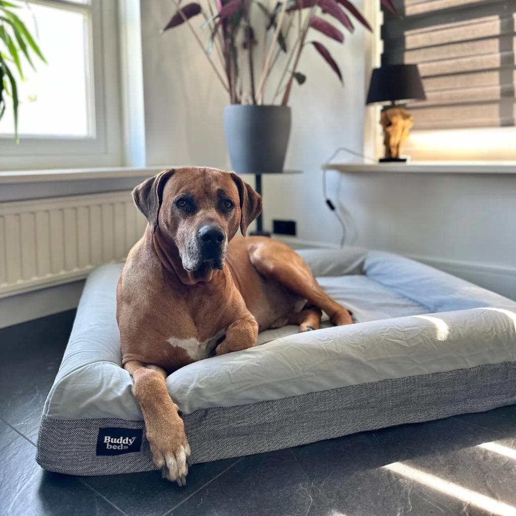 Lit orthopédique pour chien - taille L, Animaux & Accessoires, Paniers pour chiens, Comme neuf, Enlèvement