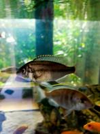 Protomelas taeniolatus vrouw