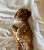 Super lieve cockapoo pup (dwerg poedel x cocker), Dieren en Toebehoren, Poedel, België, Reu, CDV (hondenziekte)