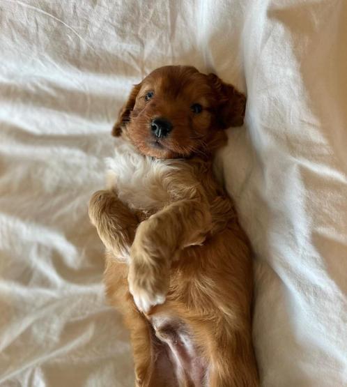 Super lieve cockapoo pup (dwerg poedel x cocker), Dieren en Toebehoren, Honden | Chihuahua's en Gezelschapshonden, Reu, Poedel