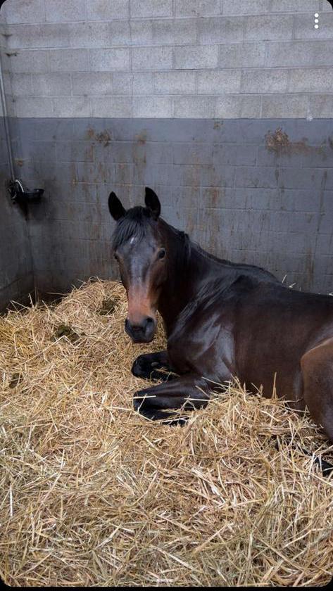 Mooie, werkwillige. 6jarige ruin., Dieren en Toebehoren, Paarden, Ruin, Zadelmak, 165 tot 170 cm, 3 tot 6 jaar, Recreatiepaard
