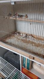 Jonge zebravinken  zitten klaar om met te kweken, Dieren en Toebehoren