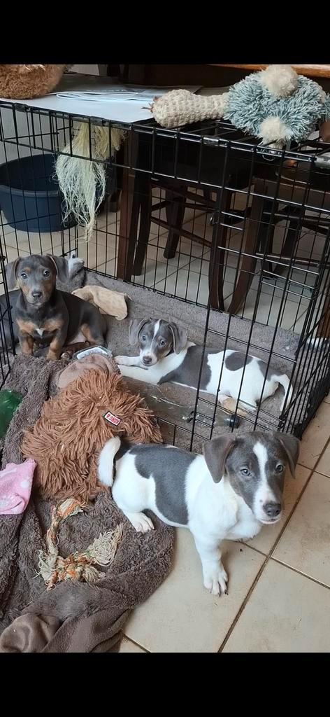 Blauwgrijze Jack Russell pups op boerderij geboren, Dieren en Toebehoren, Honden | Jack Russells en Terriërs, Meerdere dieren