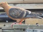vink duiven, Dieren en Toebehoren, Vogels | Duiven, Meerdere dieren, Overige soorten