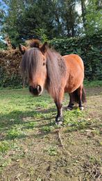 Lieve mini merrie, Dieren en Toebehoren, Pony's, Merrie, A pony (tot 1.17m), 3 tot 6 jaar