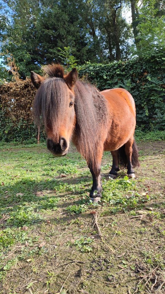 Lieve mini merrie, Dieren en Toebehoren, Pony's, Merrie, A pony (tot 1.17m), 3 tot 6 jaar